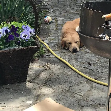 Waldperle Harzblick Apartman *