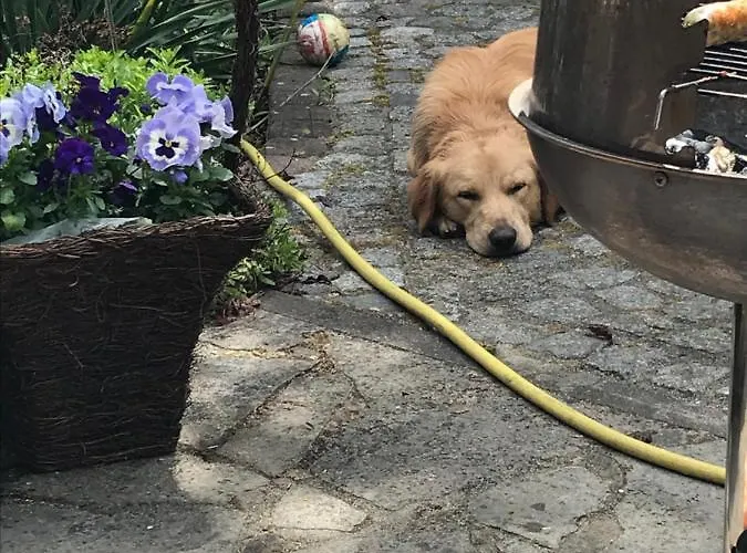 Waldperle Harzblick Lejlighed *